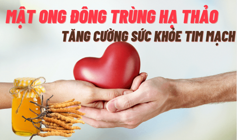 Mật ong đông trùng hạ thảo hỗ trợ bảo vệ tim mạch