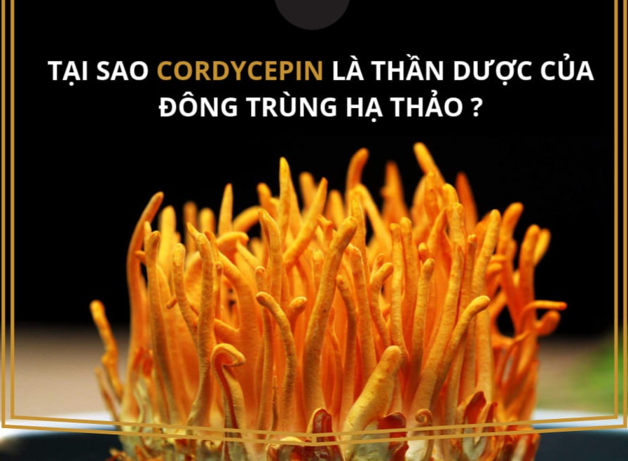 Tác dụng của đông trùng hạ thảo  