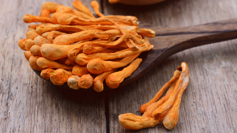 Lưu ý khi sử dụng đông trùng hạ thảo sấy thăng hoa