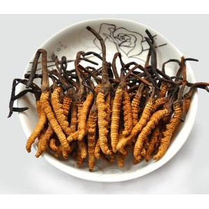 Phân bố, thu hái, chế biến