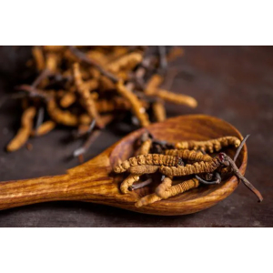 Liều dùng, cách dùng của Đông trùng hạ thảo