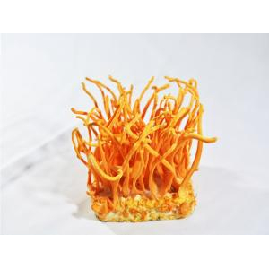 Giúp ngủ ngon, ngủ sâu giấc