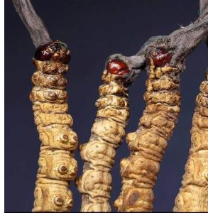 Video giới thiệu sản phẩm