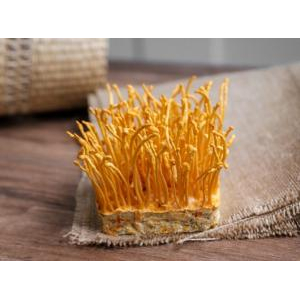 Mật ong đông trùng hạ thảo giúp tăng cường sức khỏe đường hô hấp 