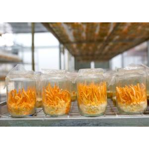 Nấm đông trùng hạ thảo quả thể sấy khô là gì?