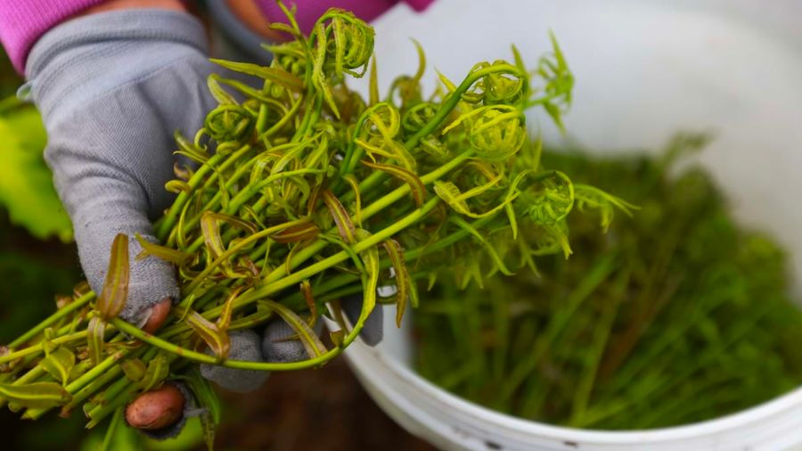 Miệt vườn Cà Mau – Sự dung dị trong từng lá rau, ngọn đọt