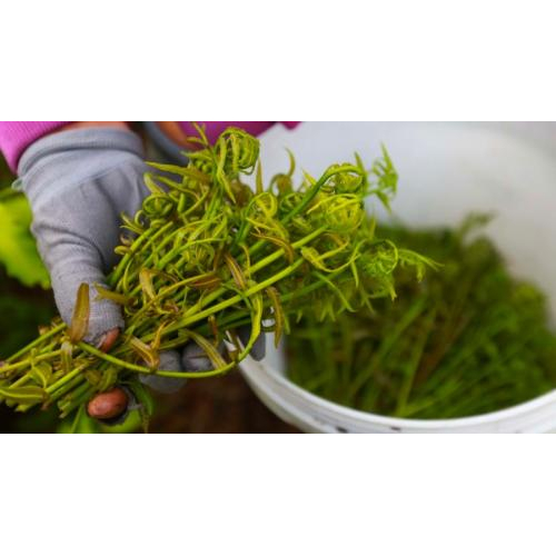 Miệt vườn Cà Mau – Sự dung dị trong từng lá rau, ngọn đọt