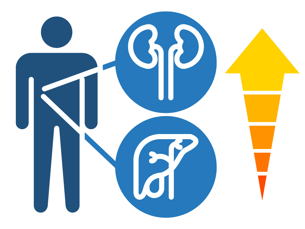 2. Bổ trợ chức năng cho Gan và Thận