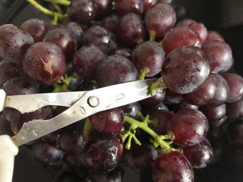 Không tách rời nho ra khỏi cuống khi chưa dùng