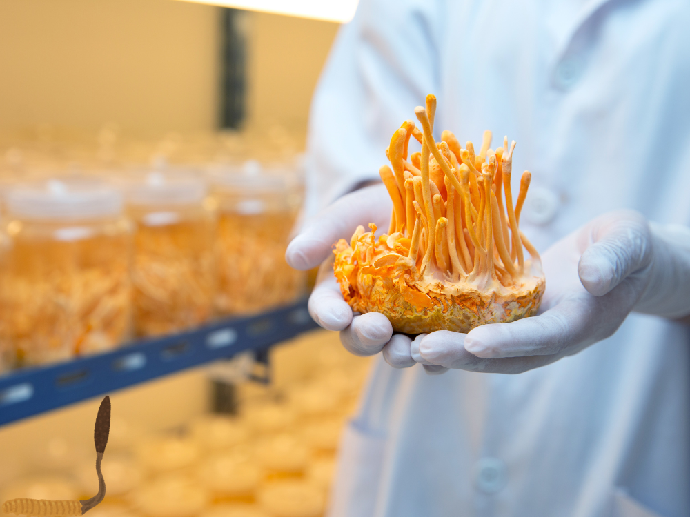 Phương Tây Biết Đến Đông Trùng Hạ Thảo Từ Bao Giờ?