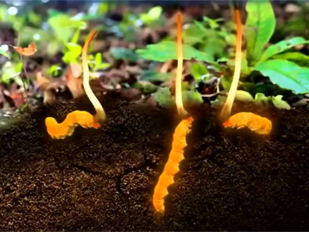 Đông Trùng Hạ Thảo Là Gì?