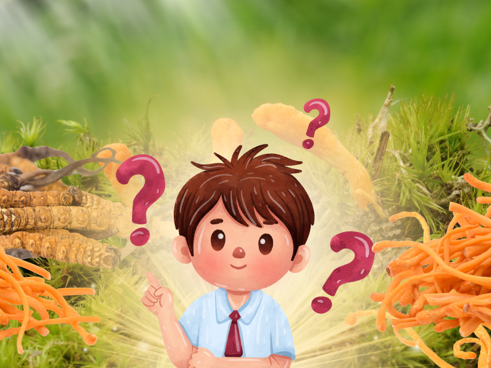 Trẻ Em Có Nên Dùng Đông Trùng Hạ Thảo?