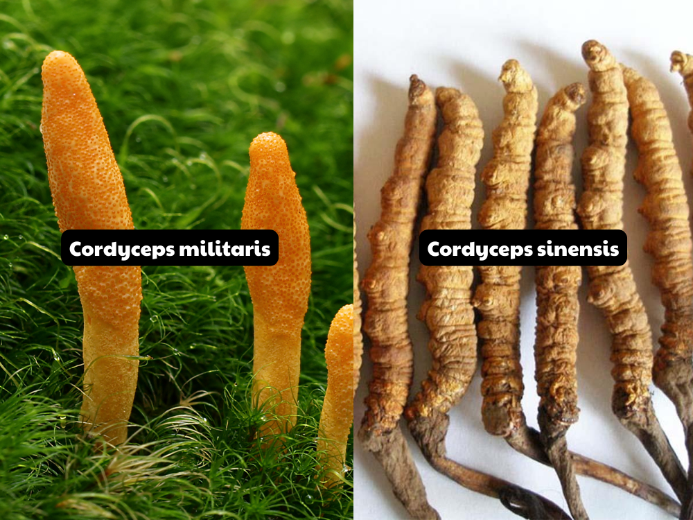 Việt Nam sử dụng phổ biến loại chủng giống nào?