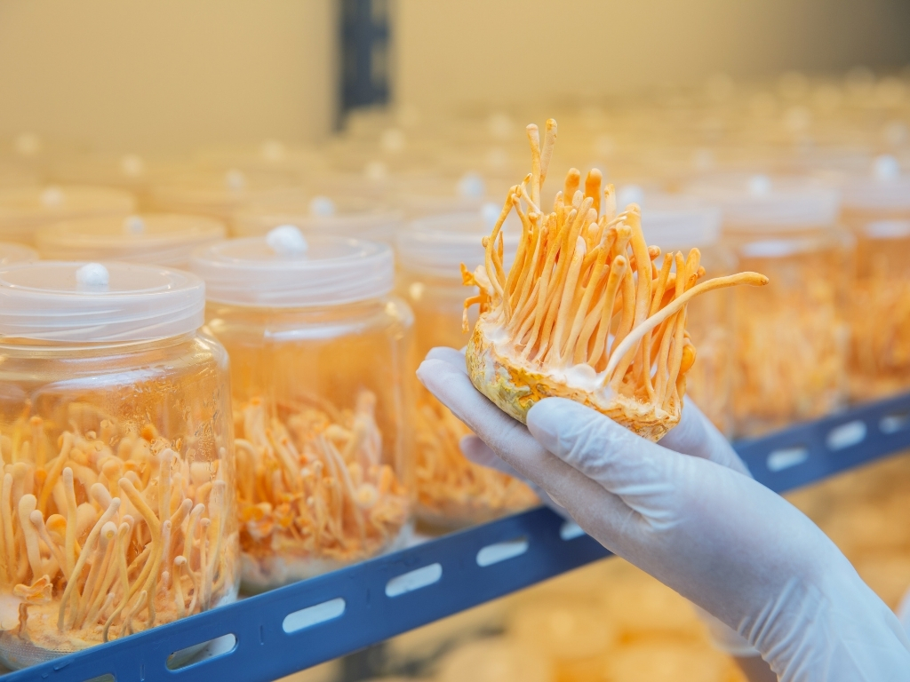 Sự giao thoa giữa truyền thống và thảo dược hiện đại