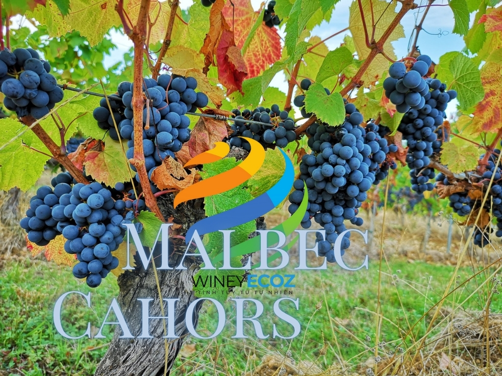 Vì sao chọn Prince De Poujols – Cuvée Prestige?