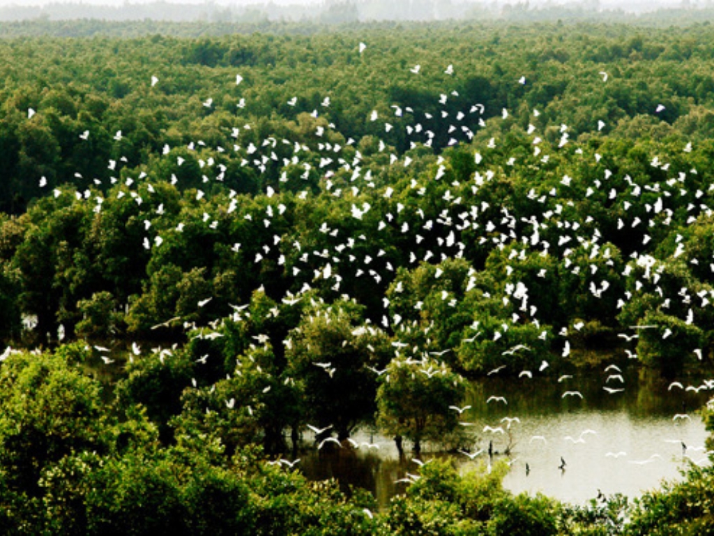 X. Khu Bảo tồn sinh thái - Tràm Chim