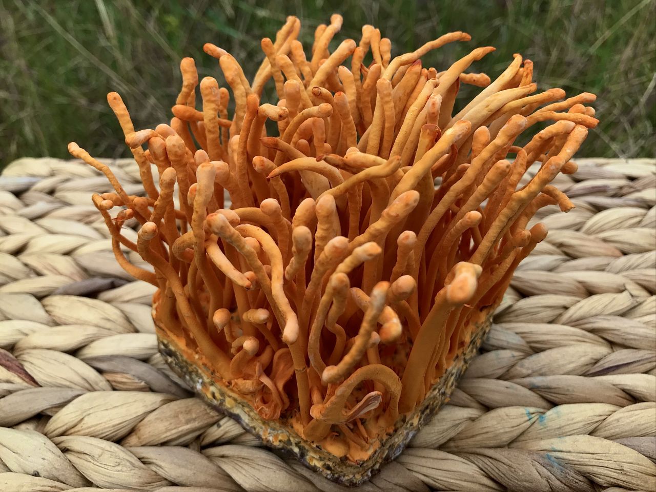 Những lưu ý khi dùng đông trùng hạ thảo