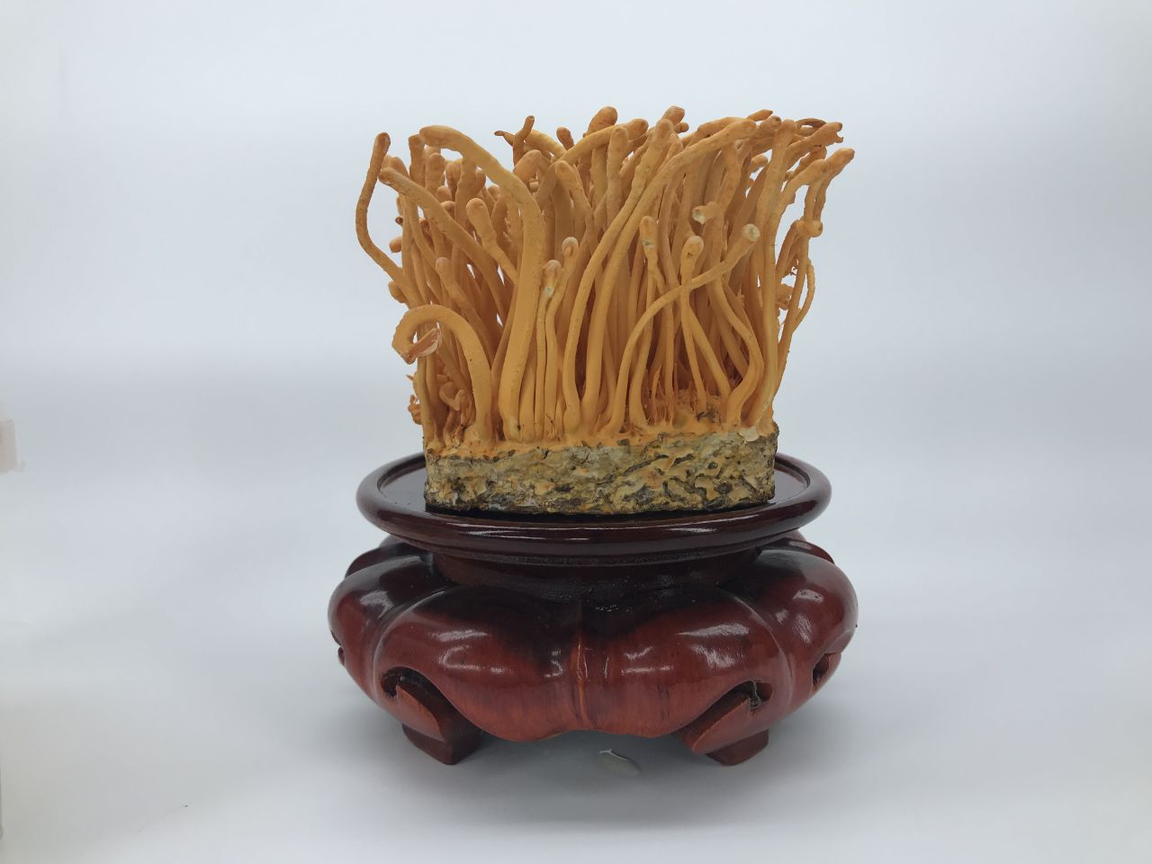 Đông trùng hạ thảo nuôi cấy là gì?