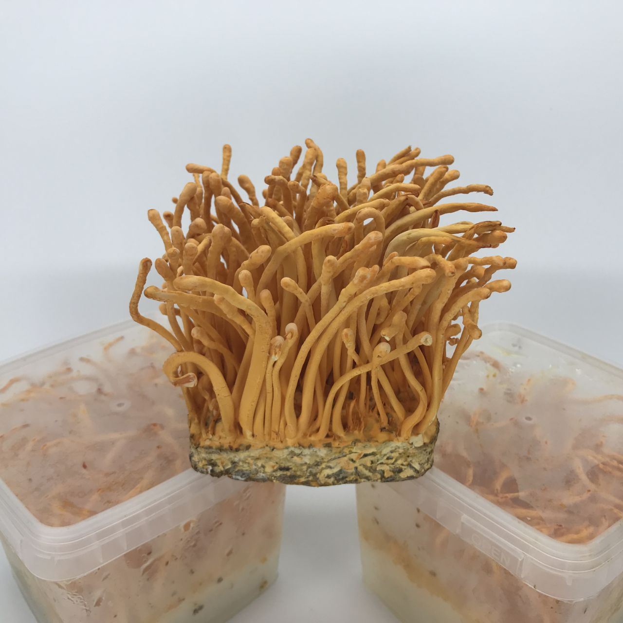 4 giai đoạn nuôi cấy đông trùng hạ thảo