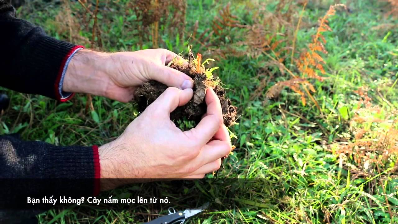 Nấm đông trùng hạ thảo tươi tự nhiên