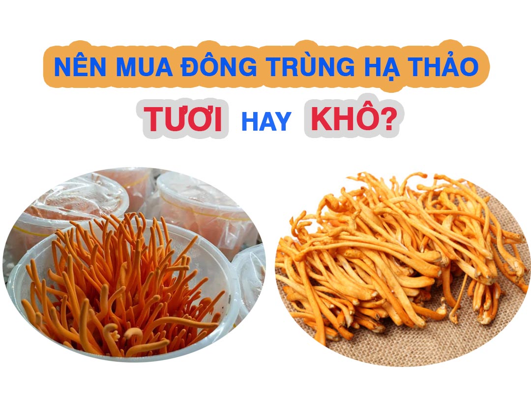 Nên sử dụng nấm đông trùng hạ thảo tươi hay khô?