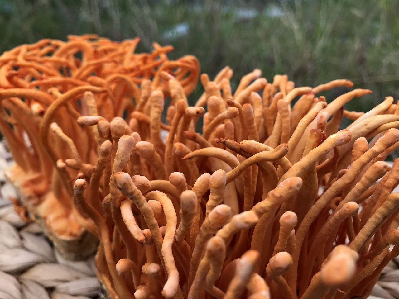 Khi sử dụng đông trùng hạ thảo chữa bệnh dạ dày cần lưu ý những gì?