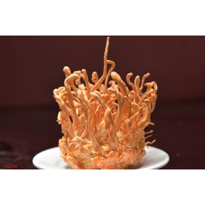 Đông trùng hạ thảo tươi có mấy loại?