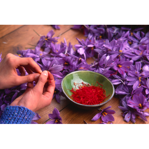 Có nên uống nhụy hoa nghệ tây mỗi ngày?