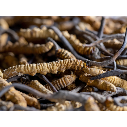 Nhận biết qua hình dáng và màu sắc