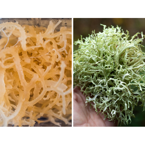 Nên chọn rong sụn biển tươi hay khô?