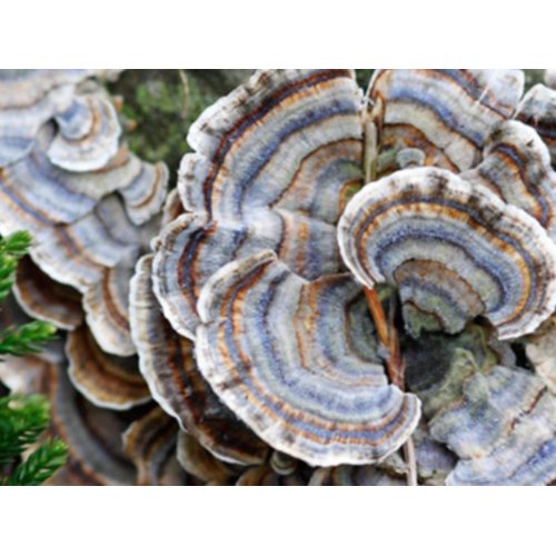 Nấm Linh Chi Xanh - Thanh Chi