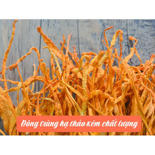 Tác hại khi sử dụng Đông Trùng Hạ Thảo giả