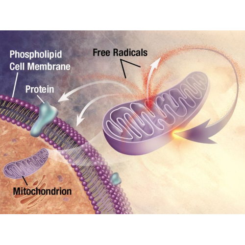 Polysaccharide & Triterpene - Bảo vệ tế bào miễn dịch