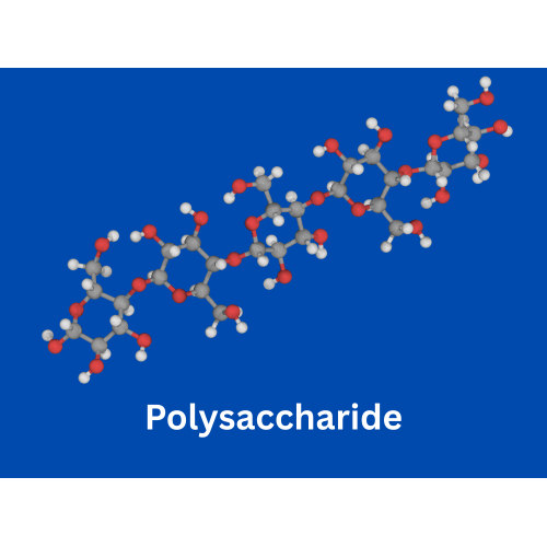 Polysaccharide - Kích thích hoạt động của tế bào miễn dịch