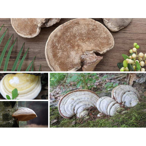 Nấm Linh Chi Trắng - Bạch Chi