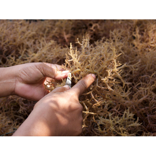 Rong sụn biển khô - tiện lợi, bảo quản lâu, vẫn giữ dưỡng chất