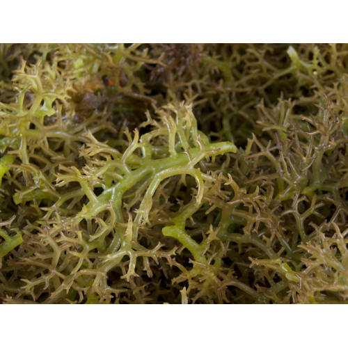 Rong sụn biển tươi - hương vị tự nhiên, giòn sần sật