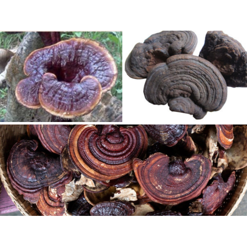 Nấm Linh Chi Tím - Tử Chi