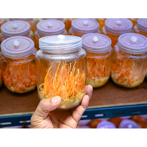 Đông trùng hạ thảo - dược liệu vàng cho sức khỏe