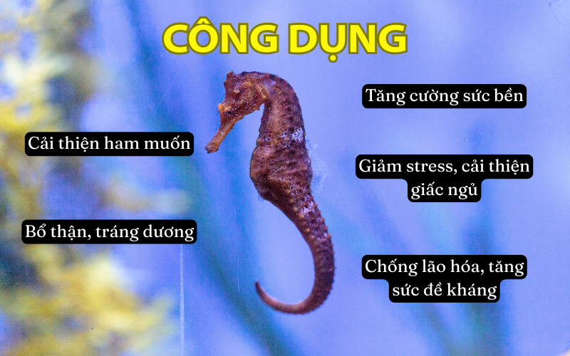 Công dụng của cá ngựa đối với sức khỏe nam giới