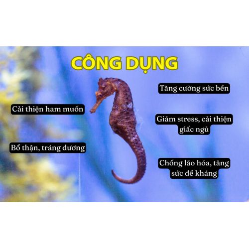 Công dụng của cá ngựa đối với sức khỏe nam giới