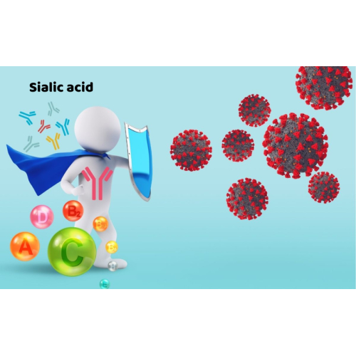 3. Chứa sialic acid – hoạt chất vàng cho hệ miễn dịch