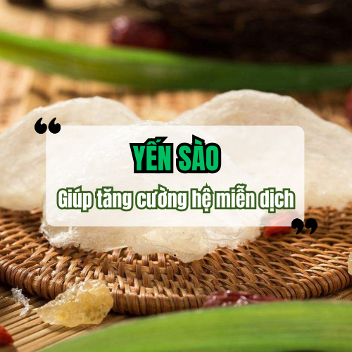 Yến Sào Giúp Tăng Cường Hệ Miễn Dịch Như Thế Nào?